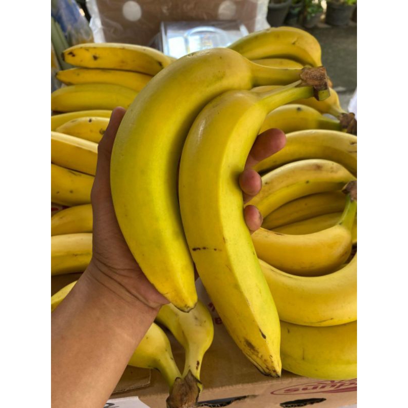 

Buah Pisang Sunpride Cavendish (Banana Frruits)