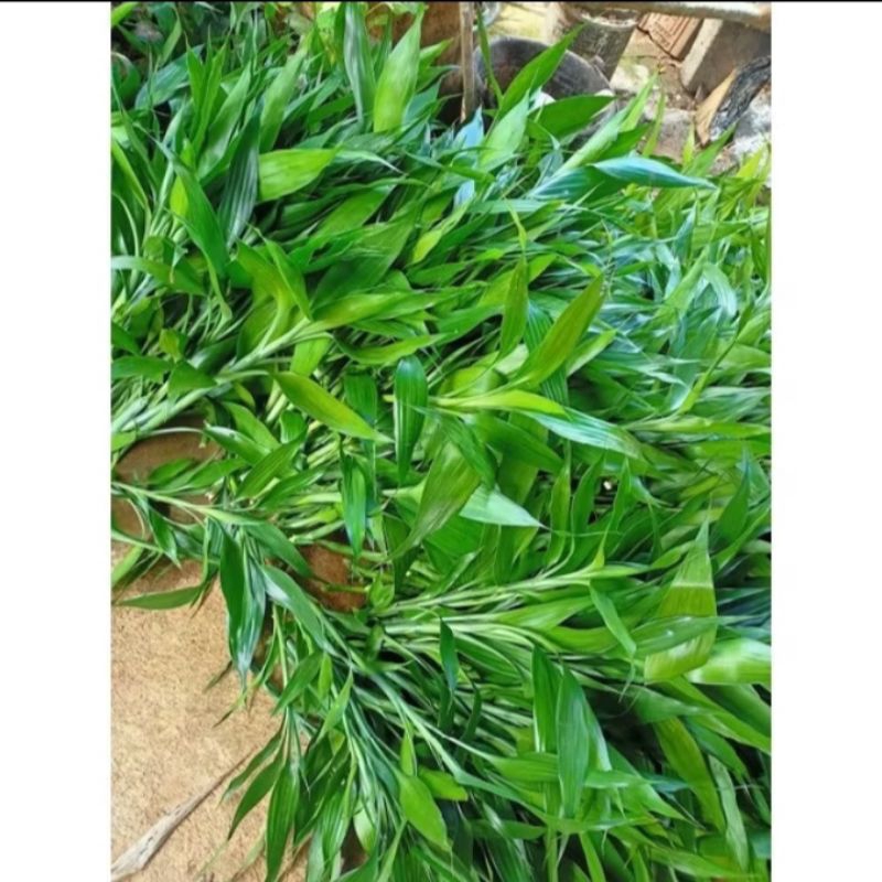 BAMBU HOKI SIAP PINANG/PENARIK REJEKI/ TANAMAN PENARIK HOKI