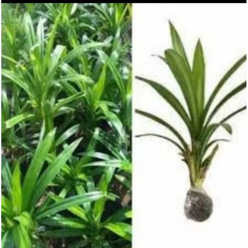 Bibit pandan Wangi,pohon pandan Wangi,Tanaman pandan wangi,Daun pandan Wangi