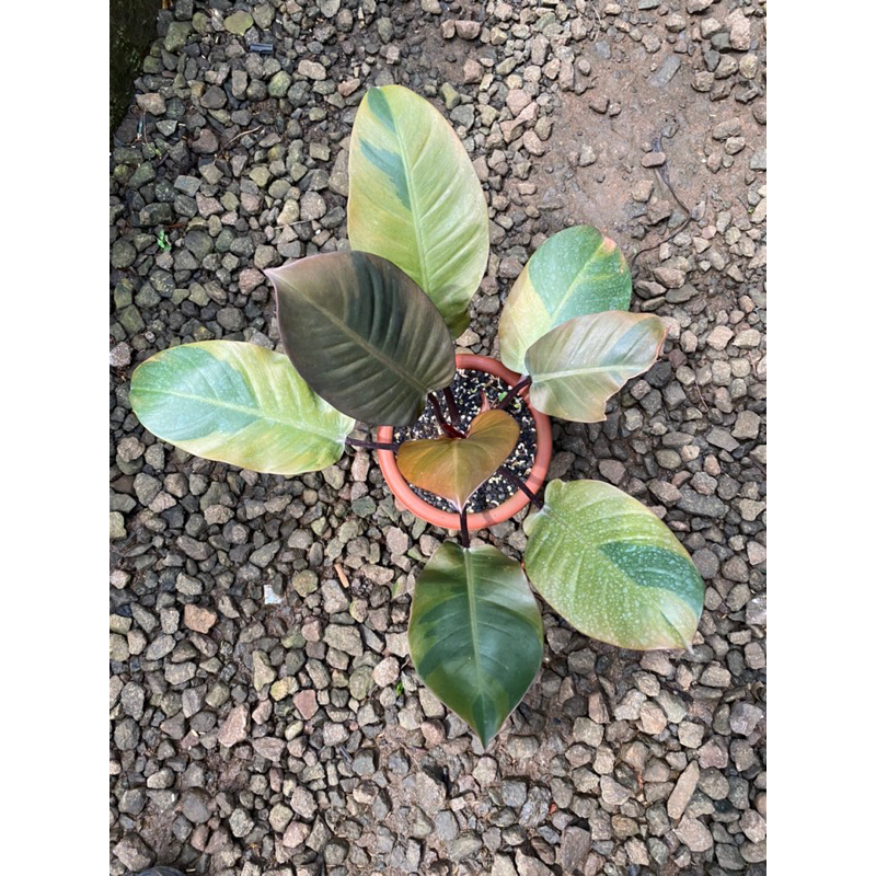 philodendron black cardinal varigata