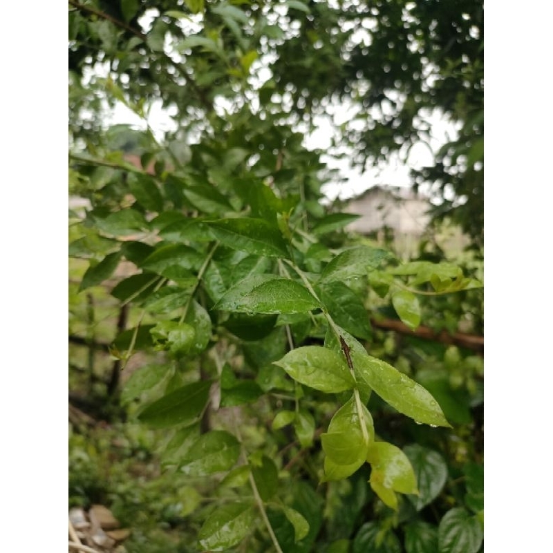 Daun Inai Segar, daun Henna, daun pacar tanpa tangkai