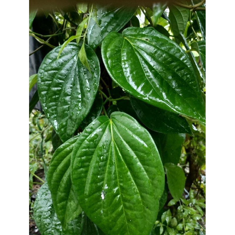 

Daun Sirih Besar dan Daun sirih kecil kerakap per lembar