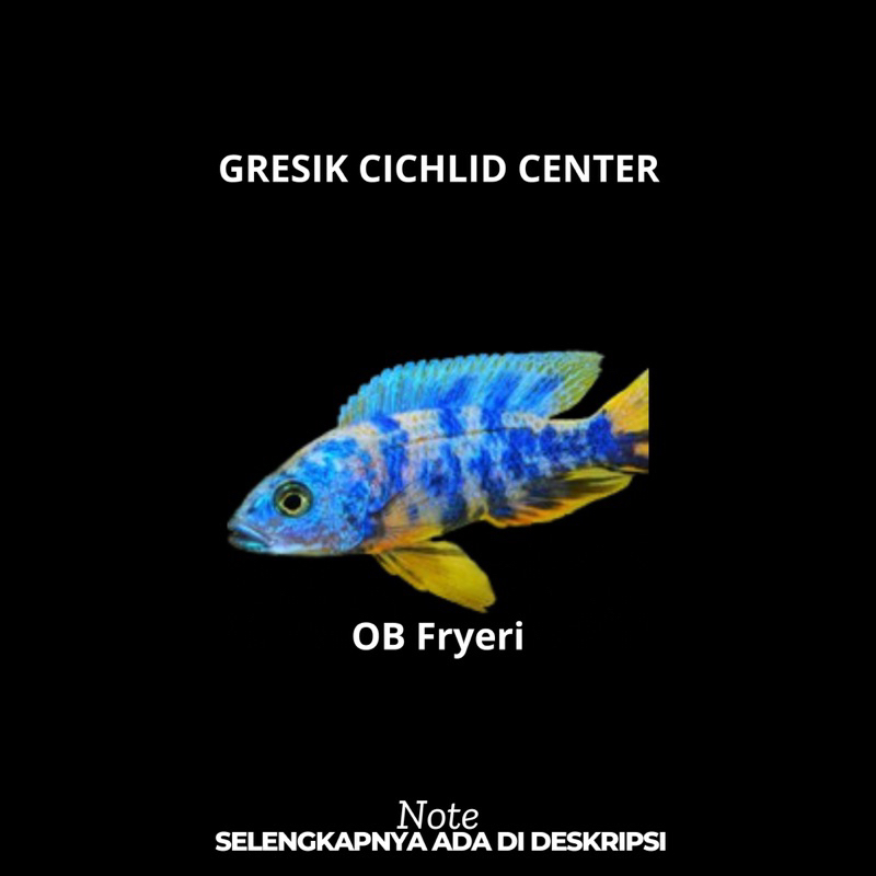 OB Fryeri Cichlid