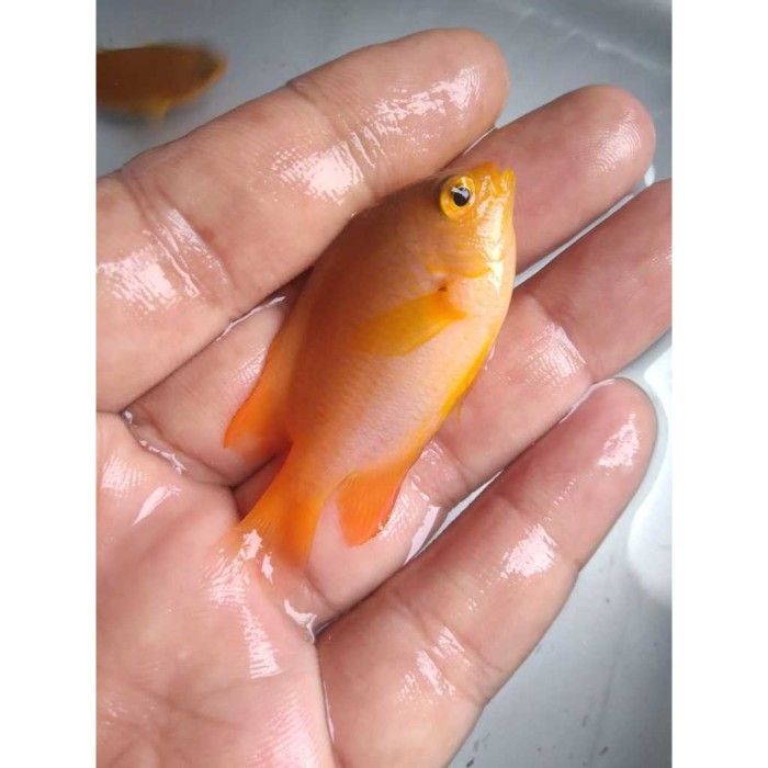 LET'S GOOOOO BETOK KUNING FISH