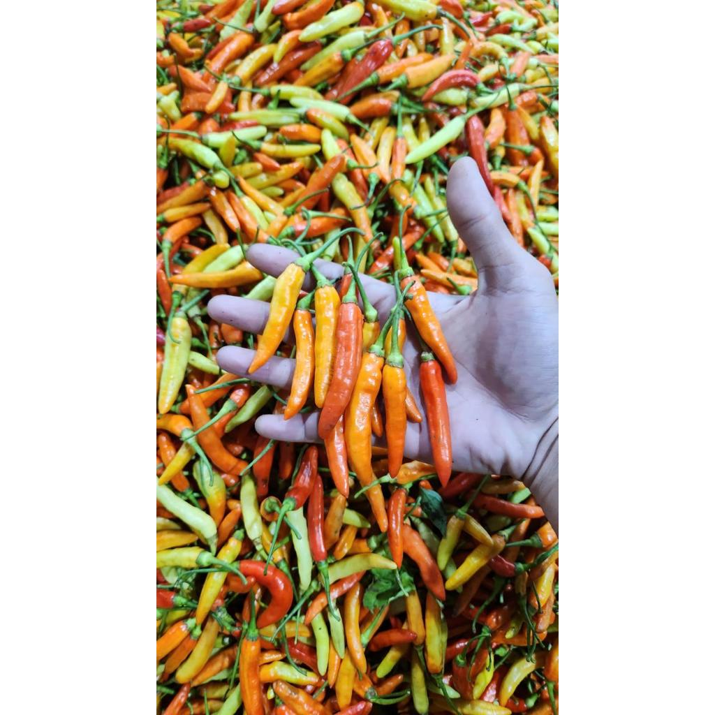 

Cabe Rawit Merah Fresh dari Petani
