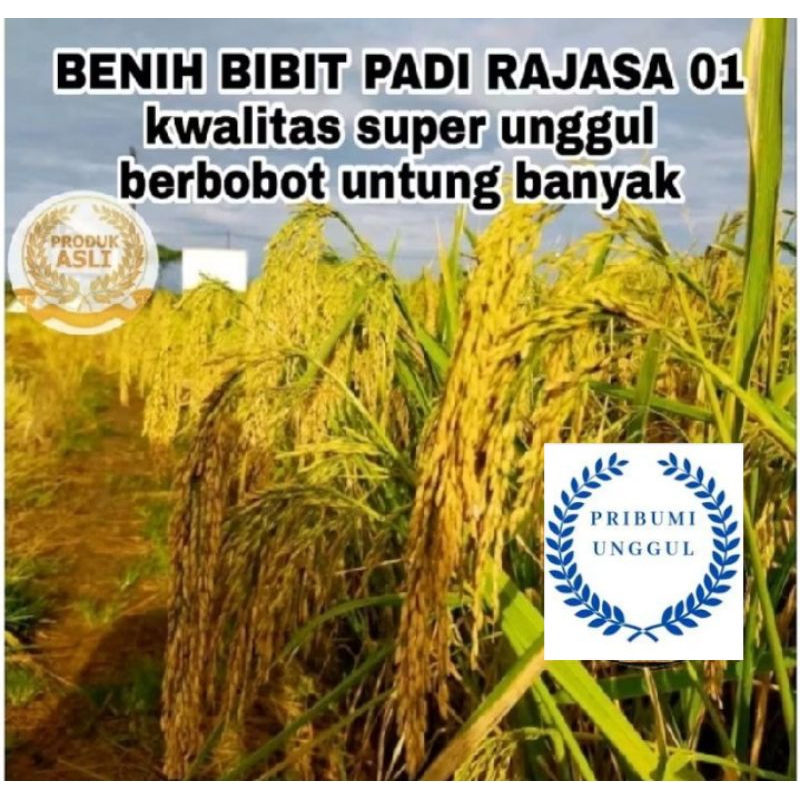 benih bibit padi Rajasa 01 super berkualitas ASLI KEMASAN 5KG