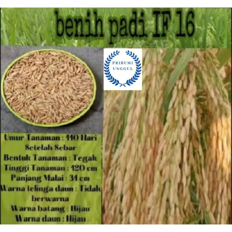 BENIH BIBIT PADI IF 16 BERKUALITAS ORIGINAL KEMASAN 5KG
