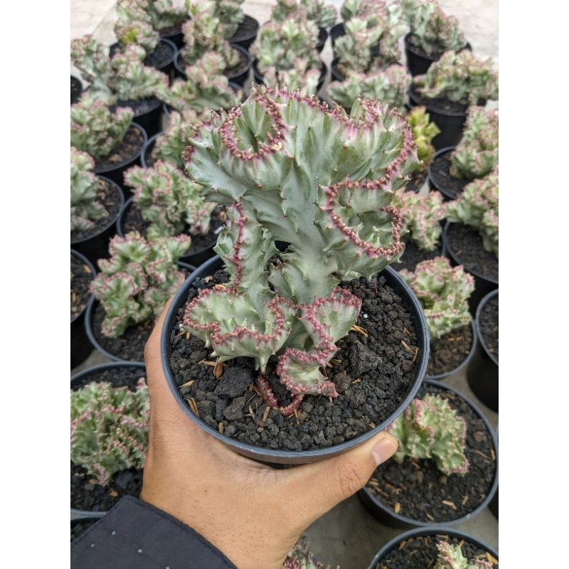 euphorbia Lactea Silver