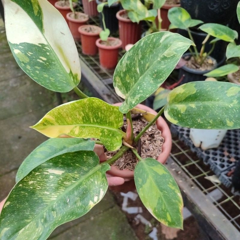 philo green congo varigata