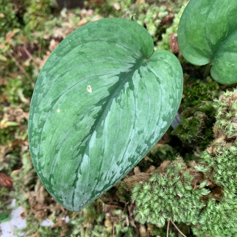 Scindapsus silver splash