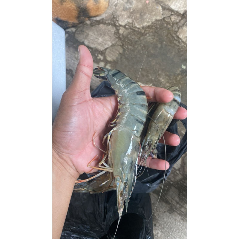 

Udang Tiger/ Udang Windu