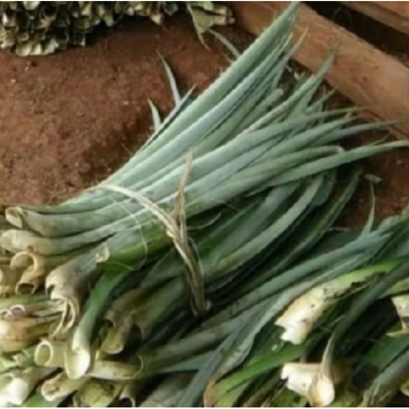 

daun nanas segar 1000 grm