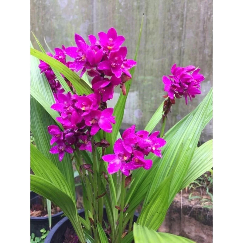 Tanaman Hias Anggrek Bunga Ungu | Tanaman Hidup | Bunga Hidup