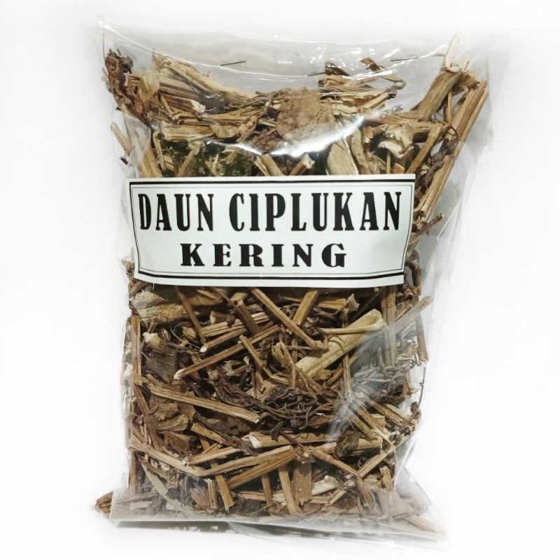 

daun ciplukan kering