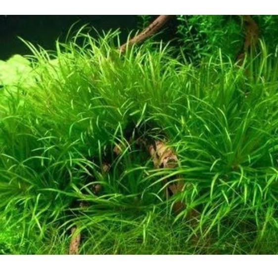 Blyxa Japonica - Tanaman Aquascape Full Air