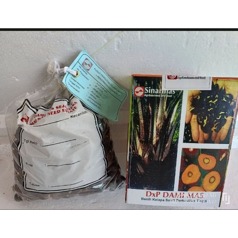Benih Sawit Unggul DXP DAMIMAS asli SINARMAS
