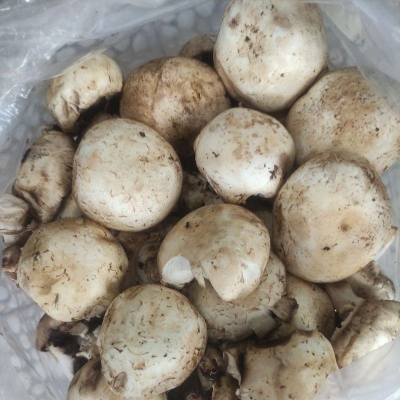 

JAMUR FRESH CHAMPIGNON/ CHAMPIGNION MUSHROOM/ JAMUR KANCING FRESH 250gr