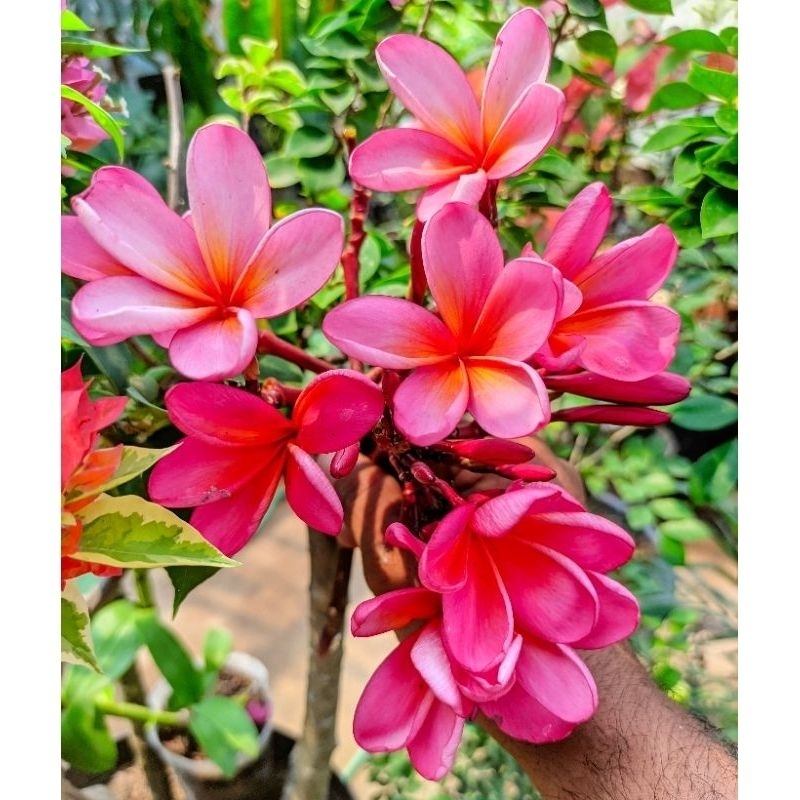 STEKAN KAMBOJA BALI PINK