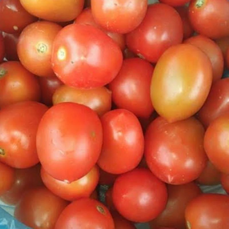 

tomat merah segar harga per 1 kg Rp.18.000