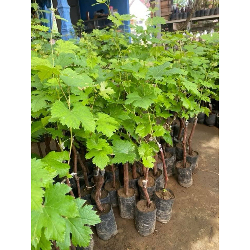 

BIBIT ANGGUR JENIS TALDUN