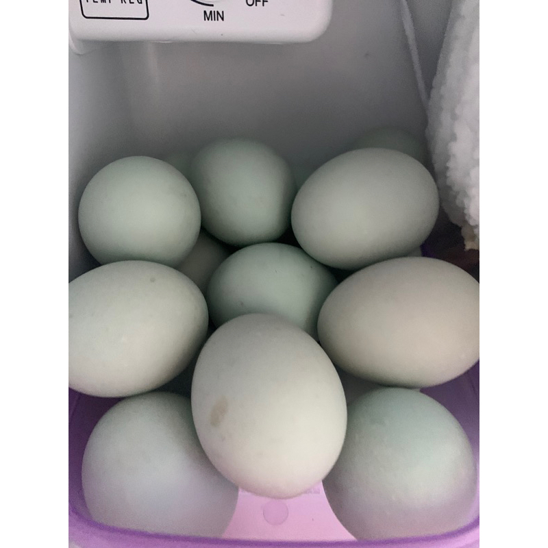 

Telur Asin