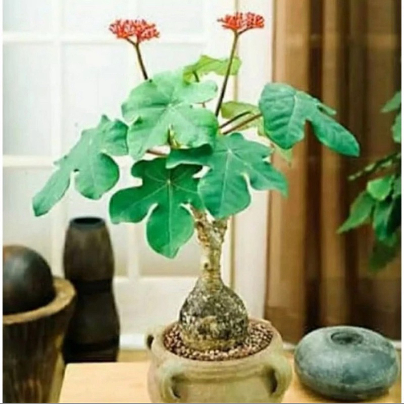 tanaman jarak botol // tanaman pohon jarak // tanaman jarak bali