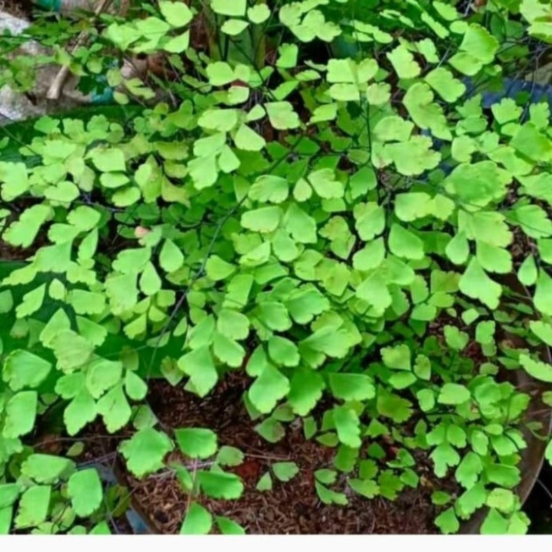 

pakis suplir per ikat di ambil langsung bila ada orderan masuk