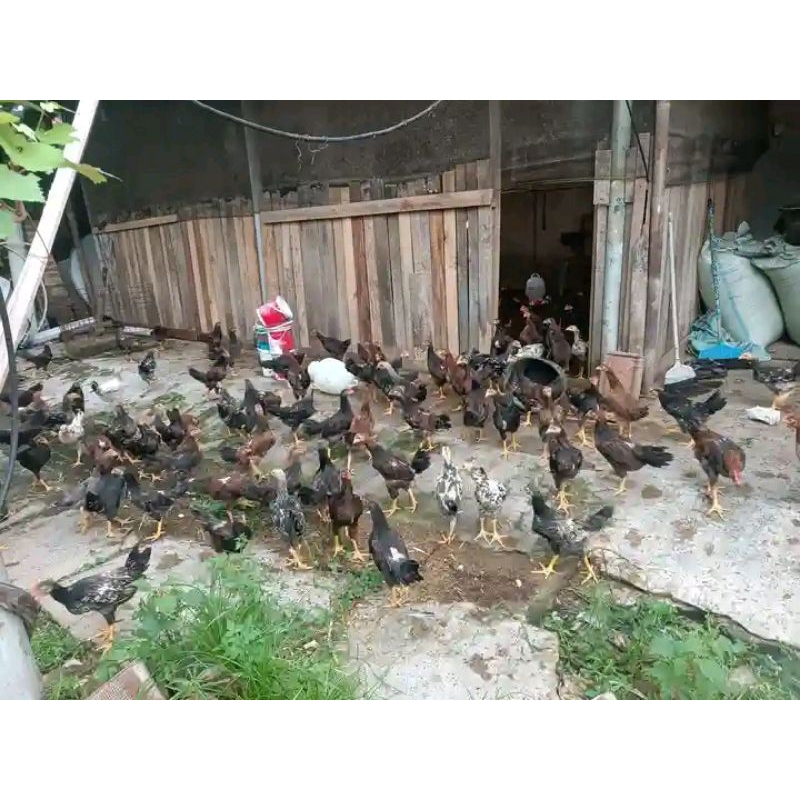 

ayam kampung remaja siap ternak ataw potong sehat dan gemuk