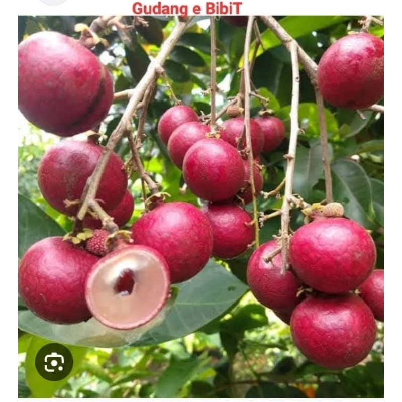 Bibit Kelengkeng Merah Hasil Okulasi Batang Besar