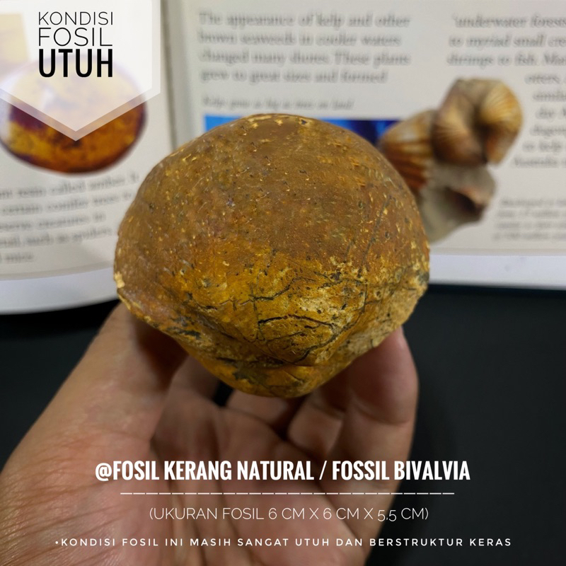 Fosil Kerang Purba Natural B6 atau Fossil Bivalvia atau Fosil Kijing atau Fosil Keong atau Fosil Kol