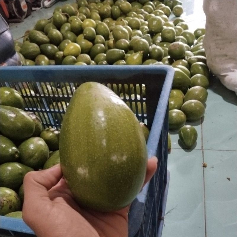 

ALPUKAT MENTEGA 1KG
