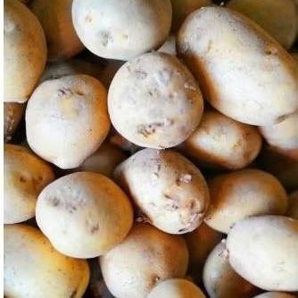 

kentang dieng 500.grm.Rp.11.500