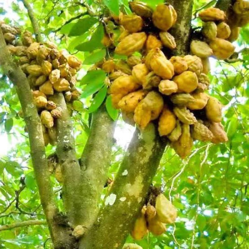 bibit NAMNAM/bibit tanaman buah NAMNAM/bibit buah langka