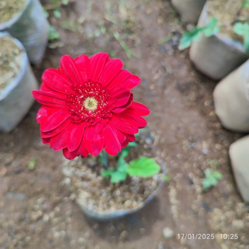 bunga gerbera herbras MERAH tanaman hias