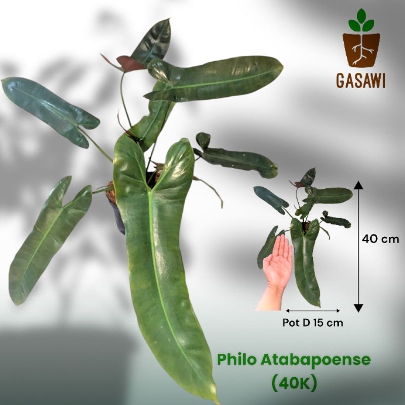 Tanaman Philodendron Atabapoense Realpict