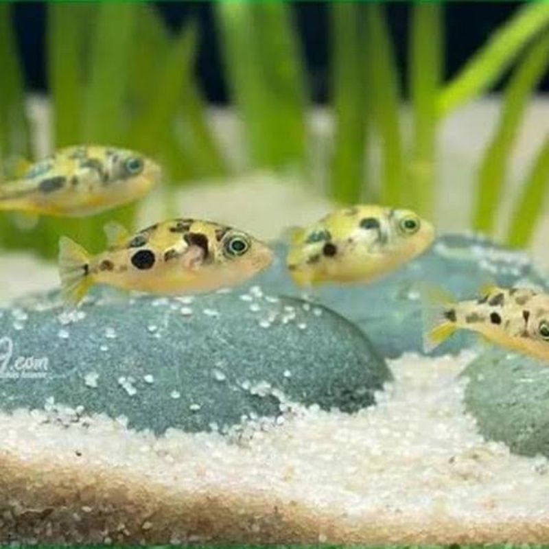 IKAN HIAS MINI PUFFER / IKAN PEMAKAN HAMA KEONG-Isi 2