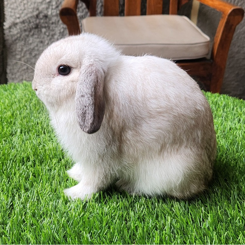 kelinci holland lop frosty free pakan dan hay rak