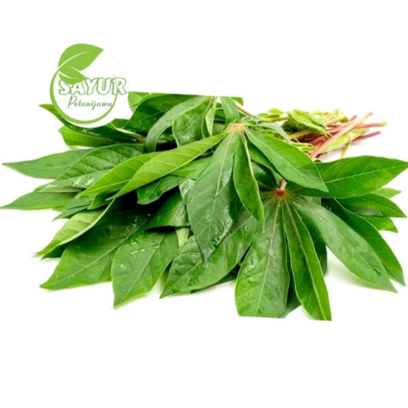 

Daun Singkong Segar | Daun singkong 1ikat