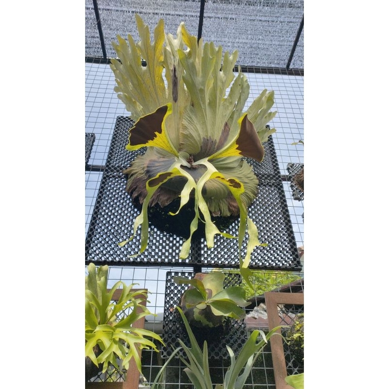 Platycerium Superbum