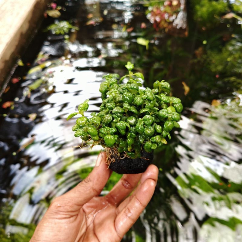 angguran media wabikusa tanaman aquascape