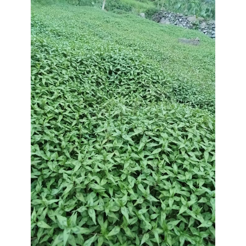 

daun kesum |laksa leaf|segar |1kg