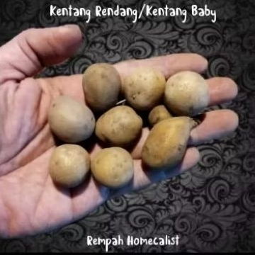 

KENTANG BABY 100 GRAM KENTANG RENDANG KENTANG KECIL