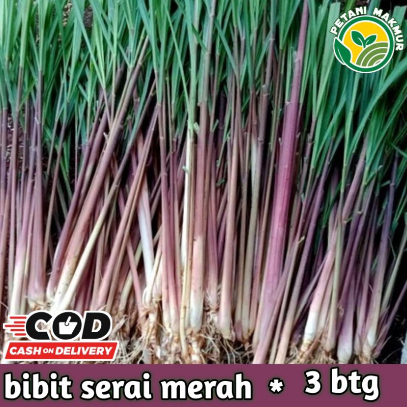 Bibit Serai Merah isi 3 Batang Pilihan / Bibit Serai Wulung Serai Lanang