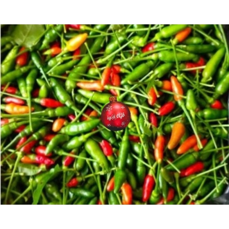 

cabe rawit gunung / alas | cabe rawit nampool pedas