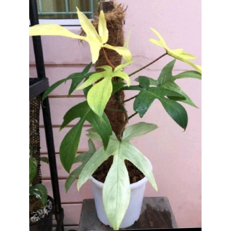 Tanaman Hias philodendron Florida Ghost / Philo Florida Beauty Ghost