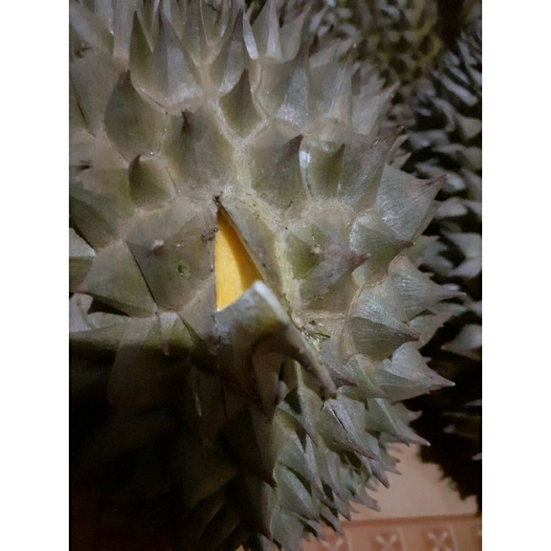 

Link Co Durian Bawor