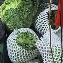 

kol ijo import fresh 1 buah 800-1000 gram