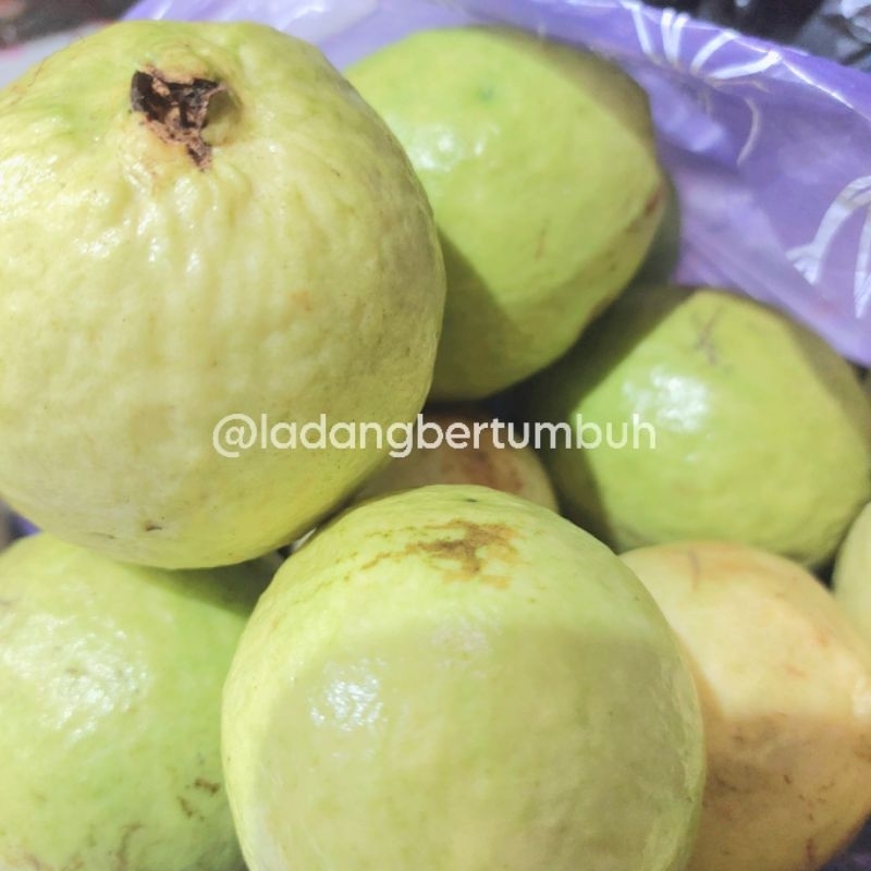 

Jambu Biji Fresh Daging Tebal Pisah Biji/Jambu Kluthuk Putih - LADANG BERTUMBUH