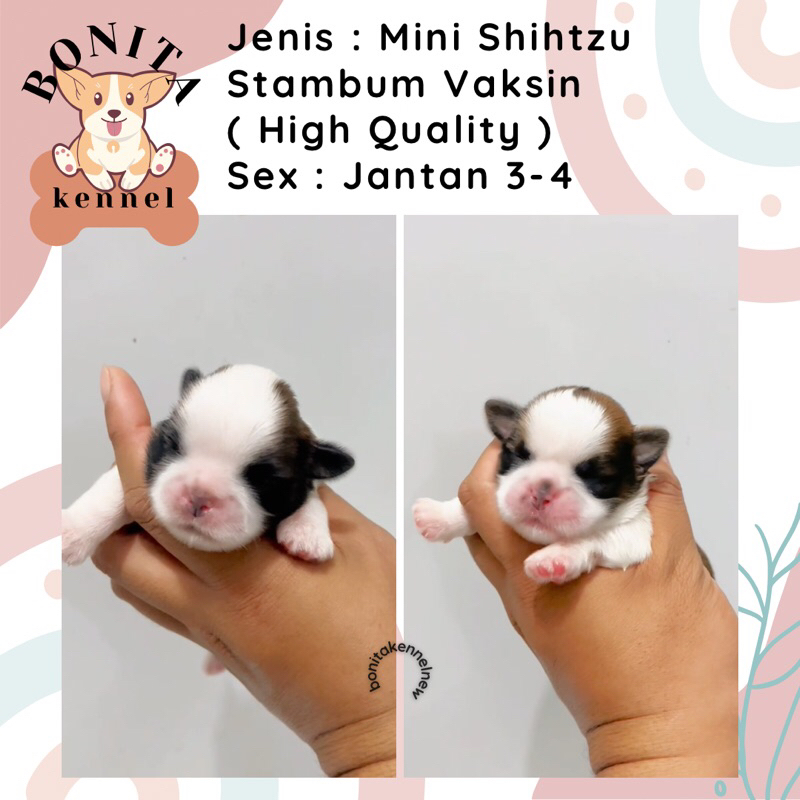 Mini Shihtzu Stambum Anakan Anjing Shihtzu Shitsu Betina Jantan