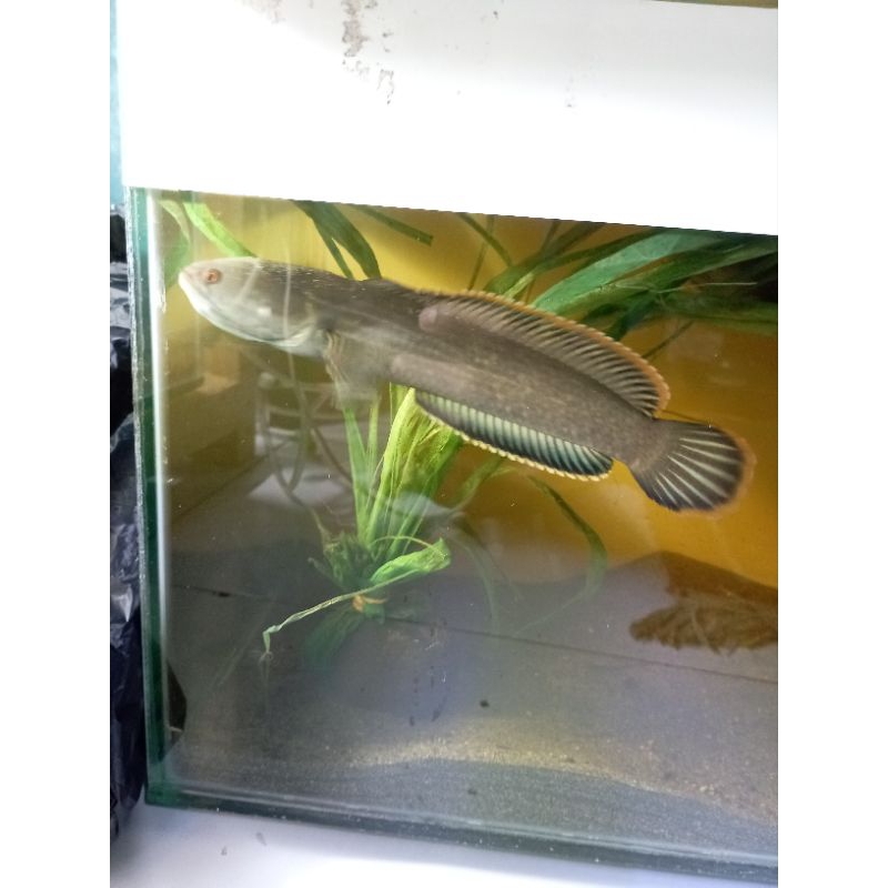 pair limbata proven